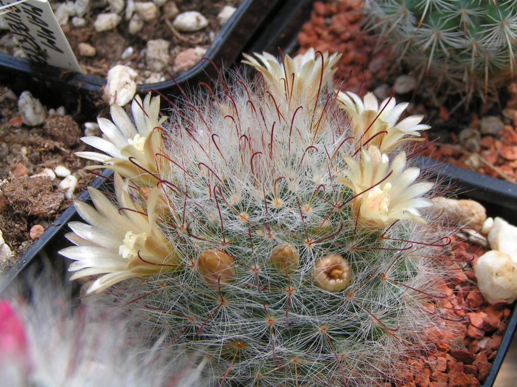 Mammillaria minichii